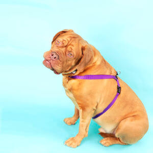 frank mastiff dog harness engraved easy on