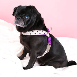 polka dot dog harness dottie pug
