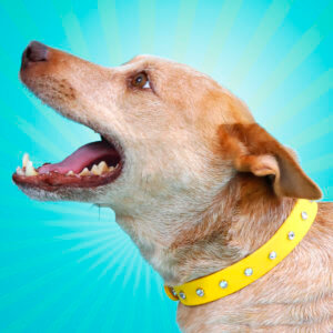 studded dog collar Coco yellow diamond