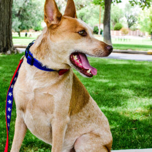 Fourth of July Glitter Dog Collar Fox