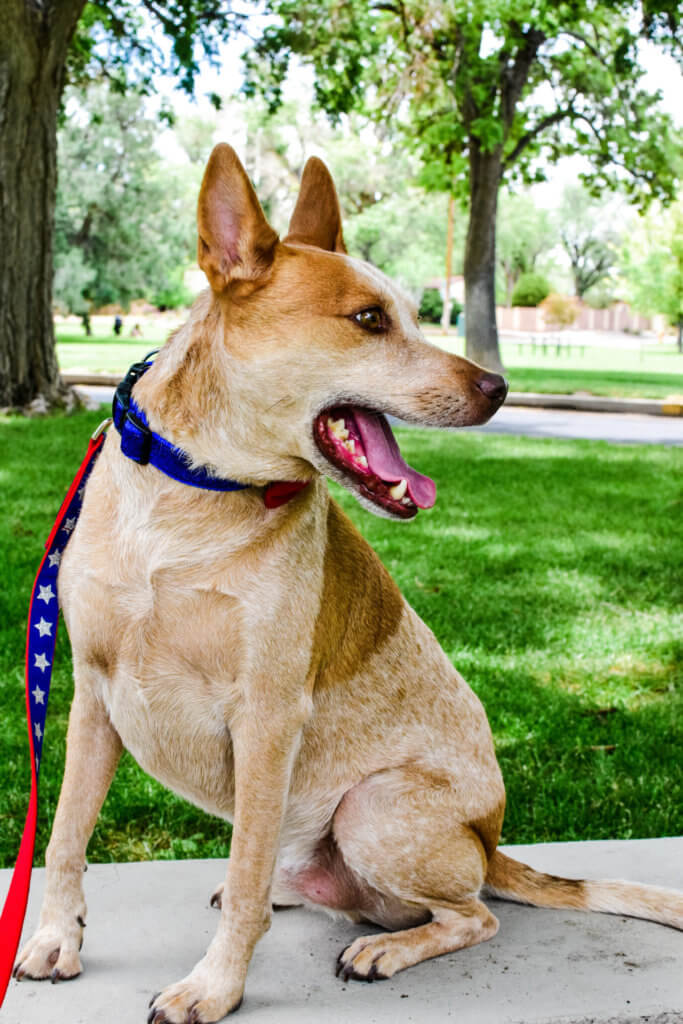 Fourth of July Glitter Dog Collar Fox