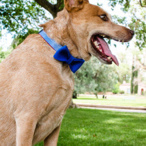 Fourth of July Herringbone collar Fox