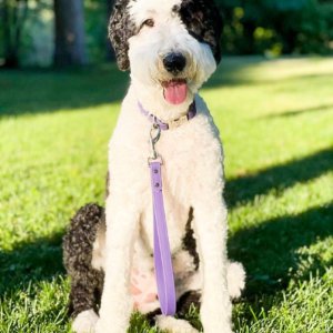 zion doodle traffic lead biothane