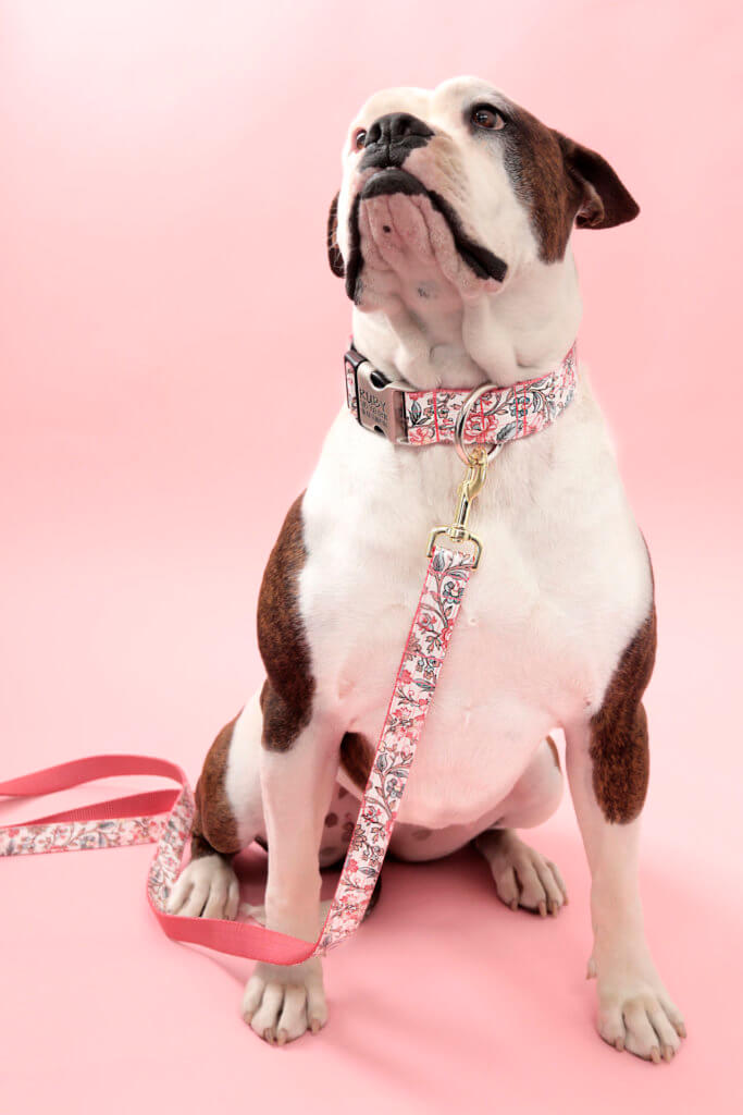 Laminated floral dog collar bulldog emma