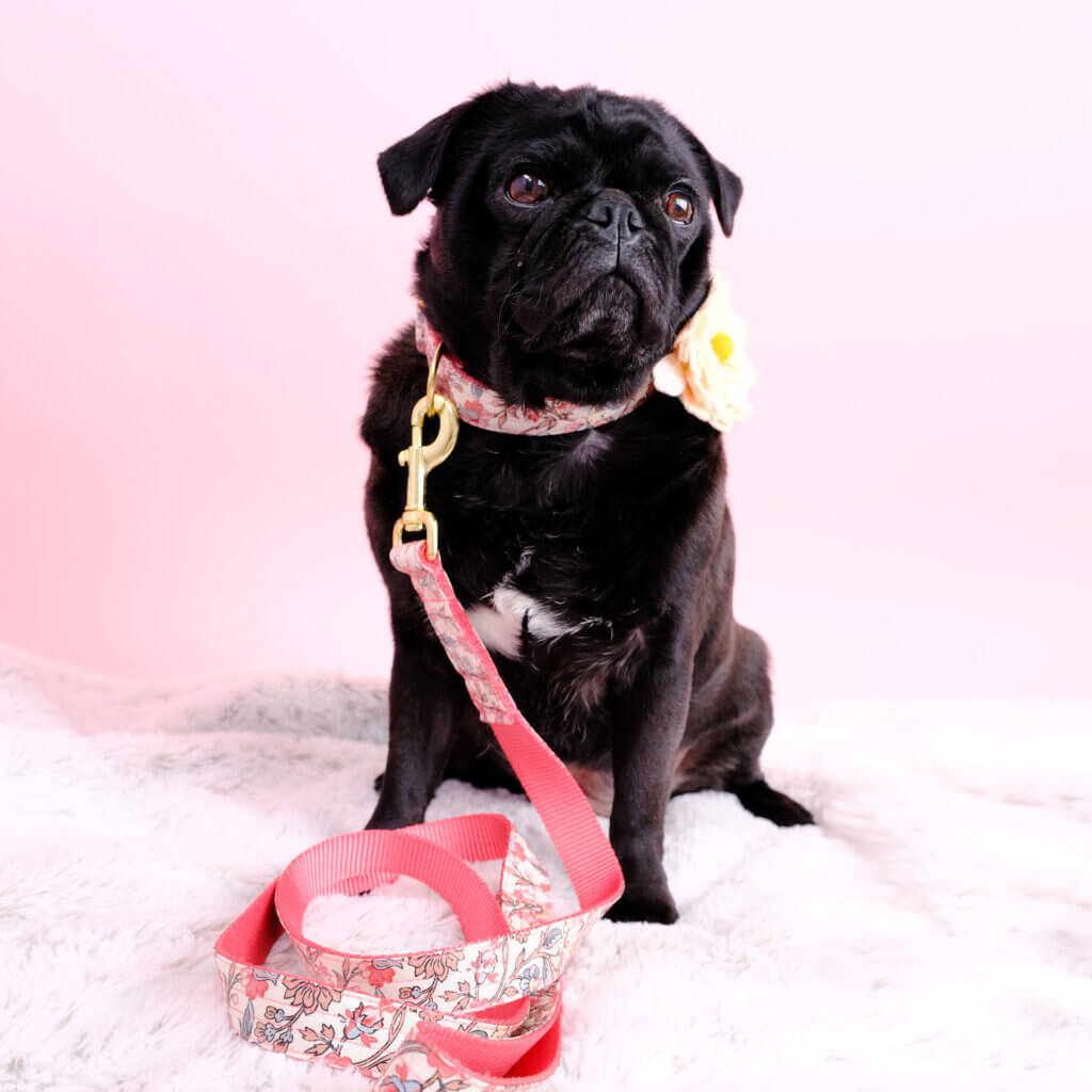 pink emma dog collar leash on pug square