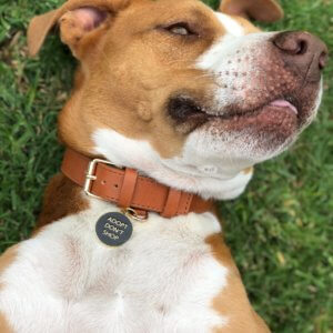 adopt dont shop dog id lifestyle