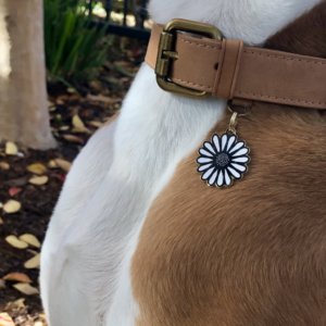 Daisy dog ID tag lifestyle