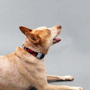 Fox heeler in buffalo plaid Flannel Fi Collar buffalo plaid