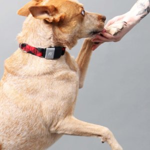 Fox in Flannel Fi Collar buffalo plaid