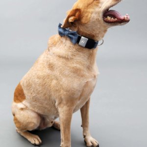 Fox in Linen Fi Collar nautical bow tie