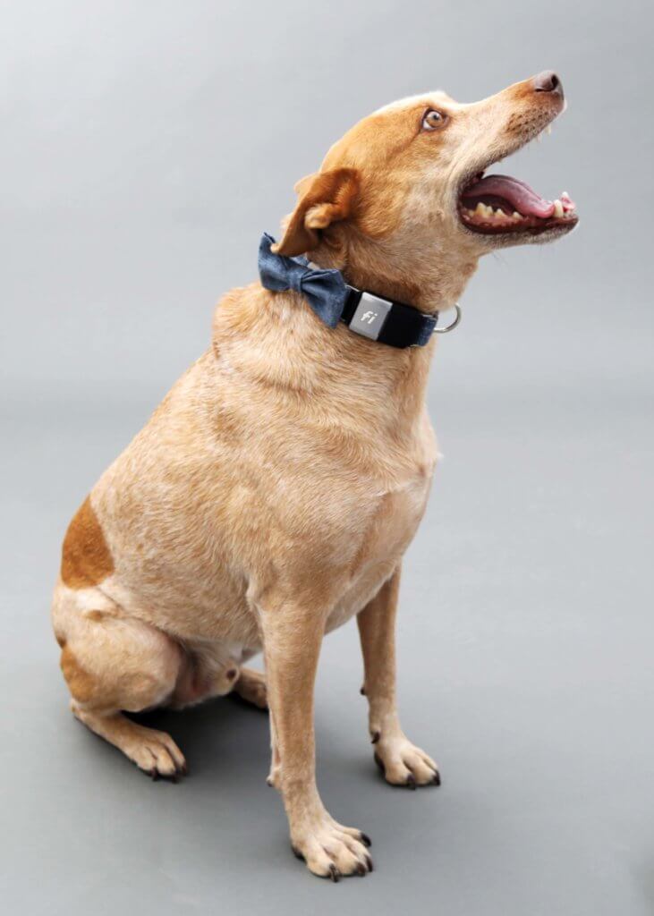 Fox in Linen Fi Collar nautical bow tie