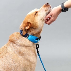 Fox in Two Tone Nylon Martingale 10