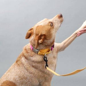 Fox in Two Tone Nylon Martingale 3