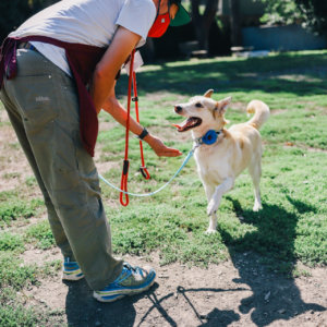 dog wearing daisy flower