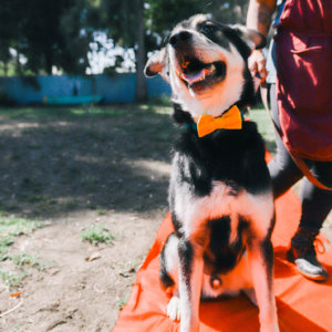 dog in bow tie yellow