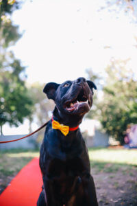 black dog in yellow bow tie
