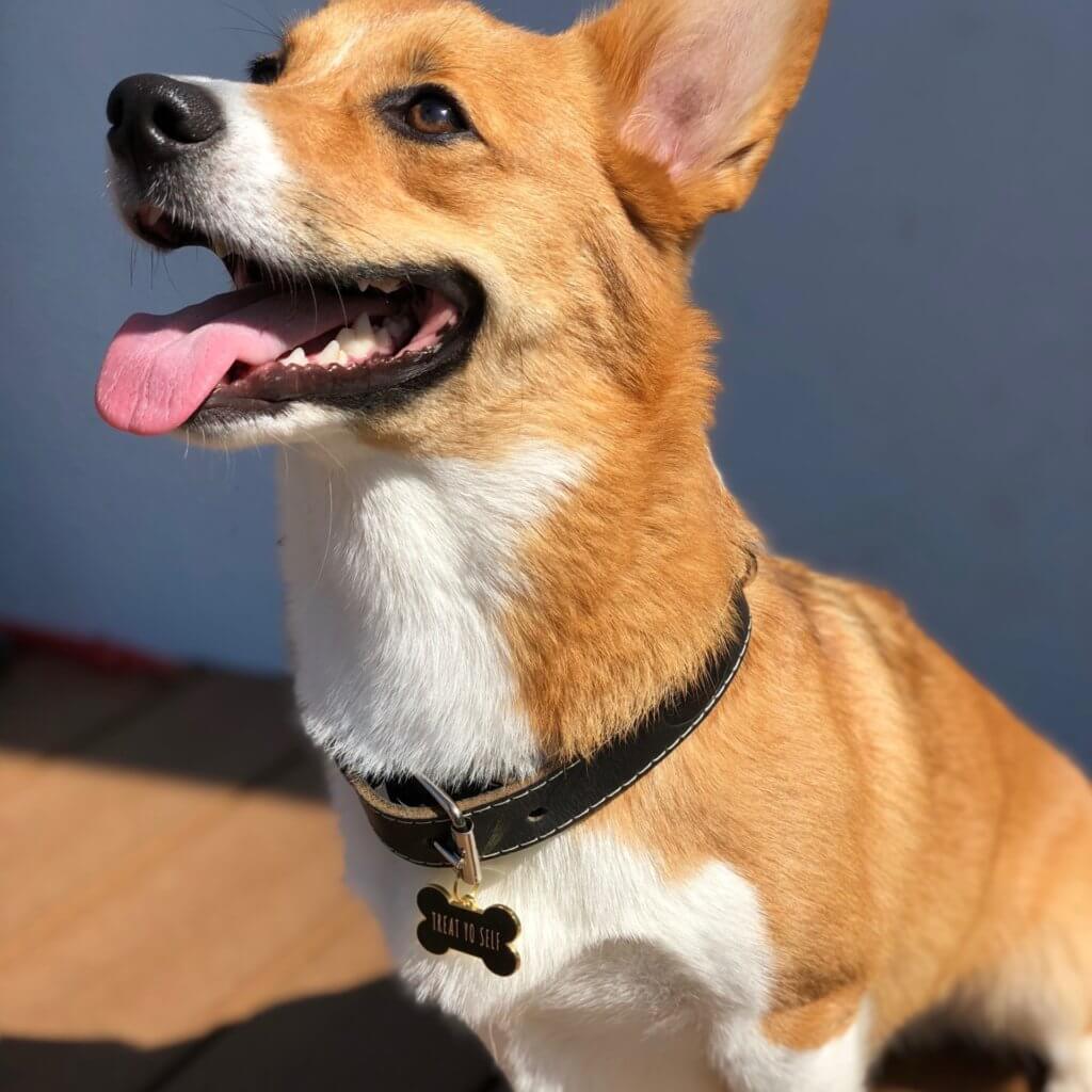 Corgi Treat Yo Self Tag