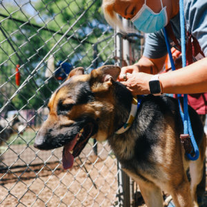 canvas dog collar slater