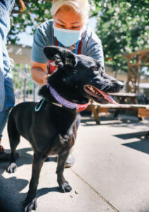 dog sparkles collar purple mermaid glitter