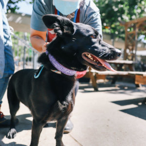 dog sparkles collar purple mermaid glitter