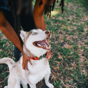 fiesta dog collar on husky
