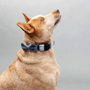 Linen Fi on Fox Square