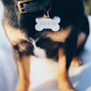 Two Tails Pet Co Treat Yo Self dog id tag lifestyle
