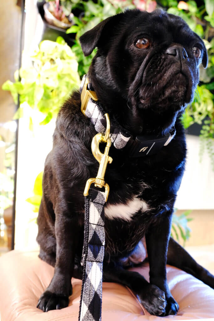 fi 3 collar buffalo plaid flannel