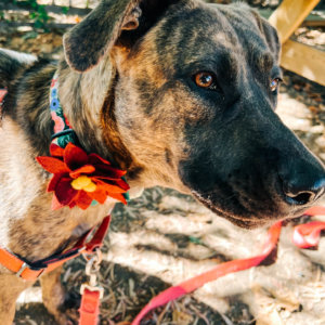 dog in poinsettia flower collar
