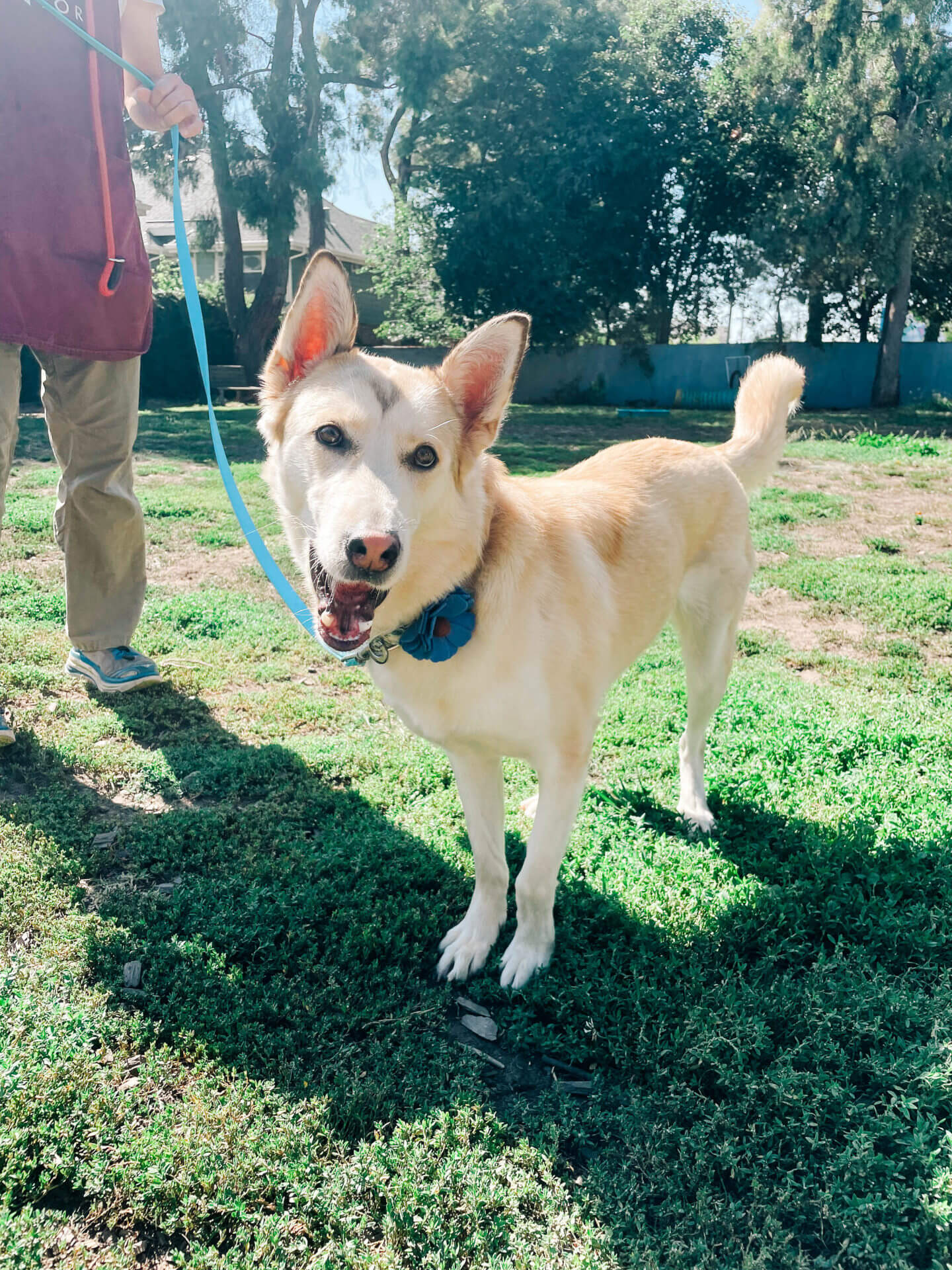 husky in daisy dog collar flower