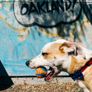 dog with ball and custom bow tie