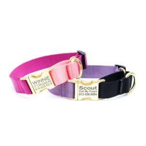 two tone martingale dog collar personalized engraved gold buckles