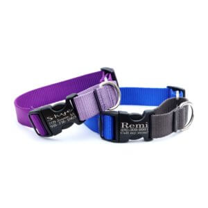 two tone martingale dog collar (black plastic buckles) personalized engraved