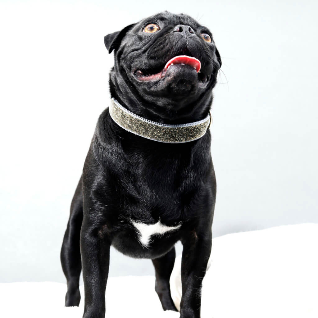 Greg Pug grey glitter dog collar starlight