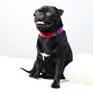 Guatemalan greg pug collar fiesta