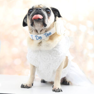I do too dog collar pug wedding collar