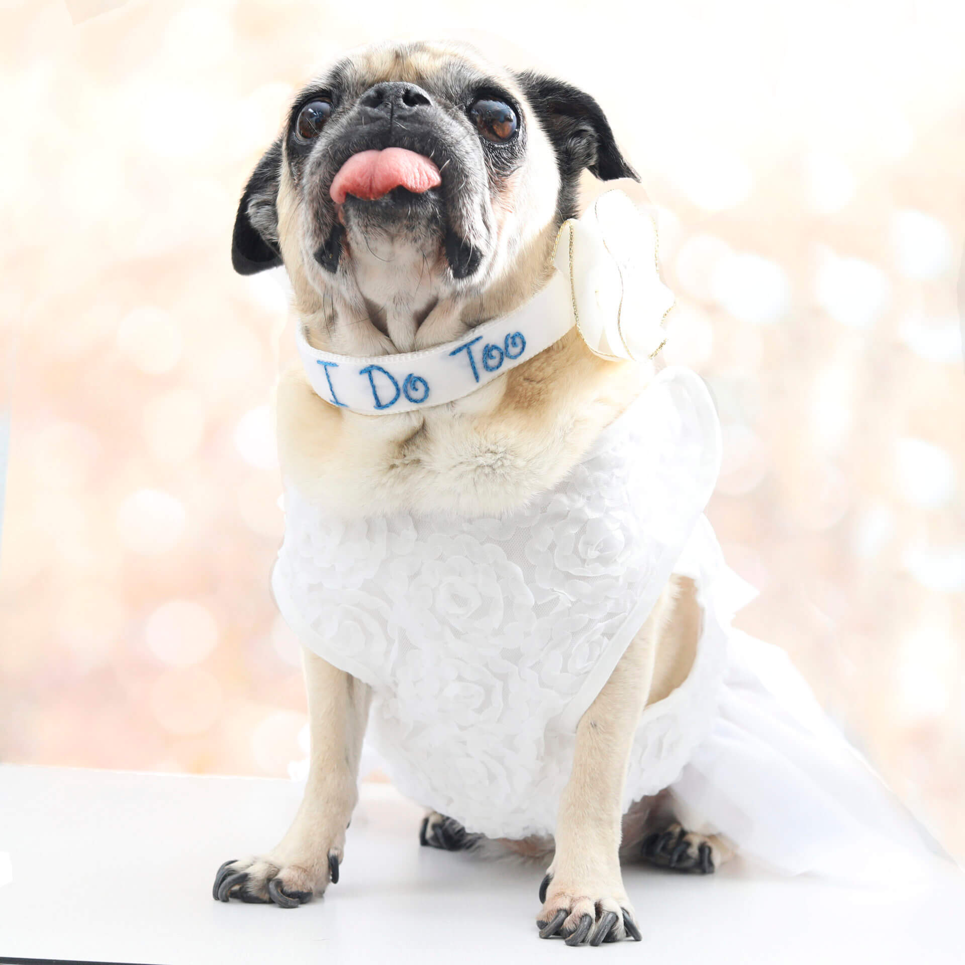 White Ring Bearer Dog Collar and Leash