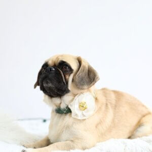 Jingle Tarten Collar on Pug