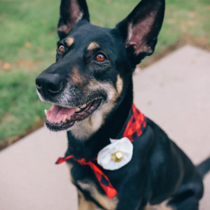 jingle velvet flower dog accessory buffalo plaid red ellie german shepherd