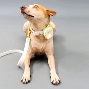 fox in cream magnolia flower wedding