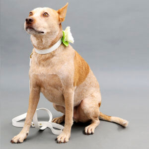 fox in cream magnolia flower wedding