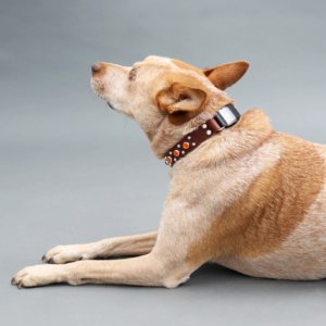 Fox heeler in Studded Leather Fi Compatible dog collar Belt Buckle