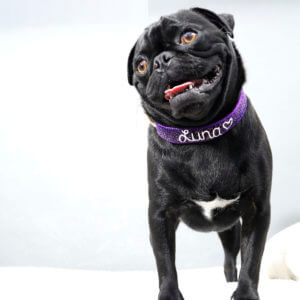 glitter collar embroidered pug greg starlight