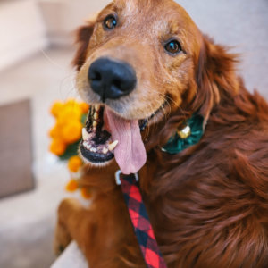golden retriever jingle velvet flower and buffalo plaid