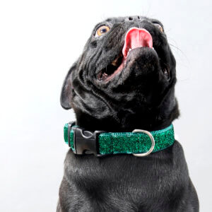 mermaid emerald green glitter collar pug greg
