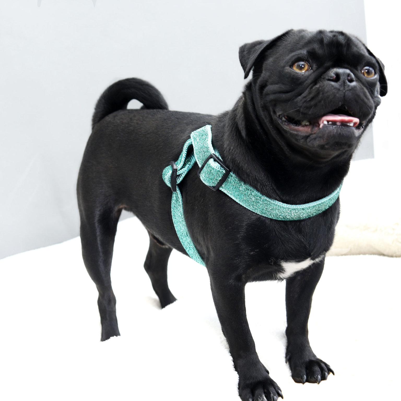 Personalized & Custom Dog Harnesses Shop 100s of Styles