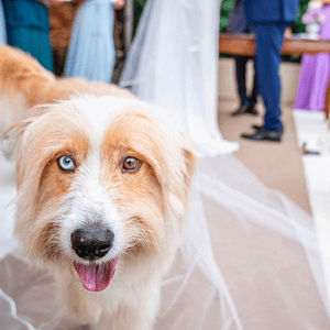wedding dog picture menu