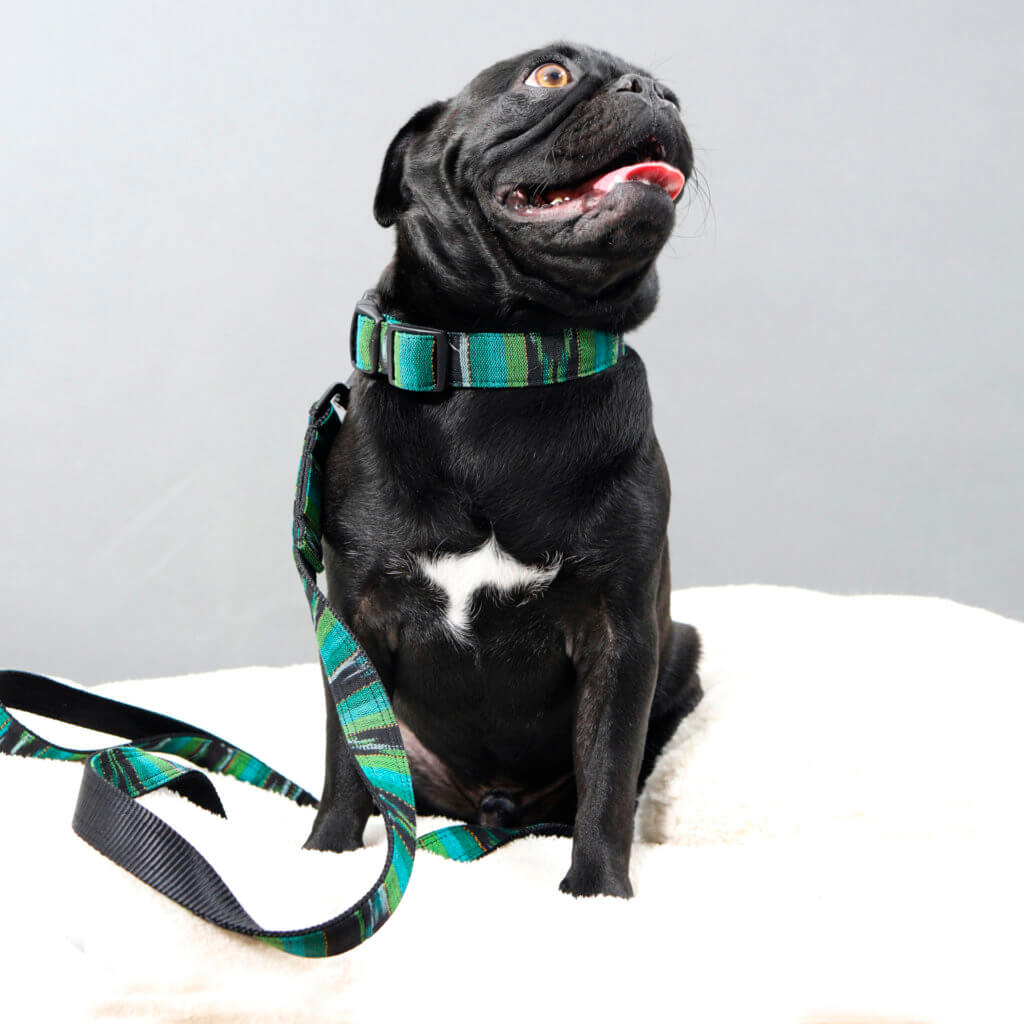 palmo greg pug collar