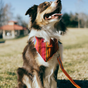 Baxter Fiesta Bandana Aussie