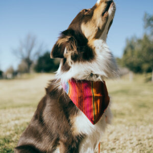Baxter Fiesta Bandana Aussie